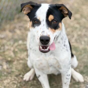 Australian Cattle Dog Blue Heeler Dogs Available for Adoption - Jackie Kennedy 25-12-072 | PetCurious