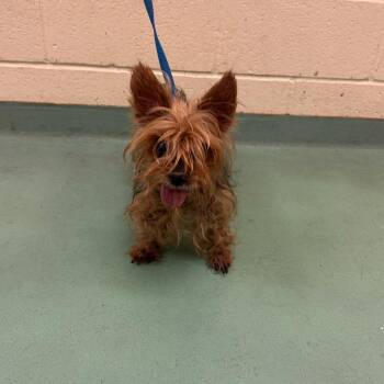 Cora -  Mixed Breed Dog for Adoption in Memphis, Tennessee - Cora | PetCurious