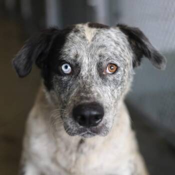 DORITOS -  Australian Cattle Dog Blue Heeler Dog for Adoption in San Antonio, Texas - DORITOS | PetCurious