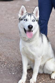 Denali -  Husky Dog for Adoption in Houston, Texas - Denali | PetCurious
