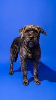 DISCO -  Mixed Breed Dog for Adoption in Jacksonville, Florida - DISCO | PetCurious