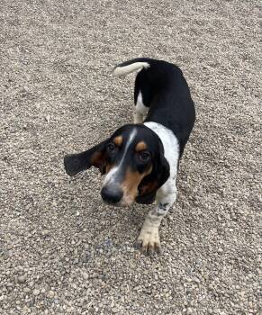 Basset Hound Dogs Available for Adoption - Winston | PetCurious