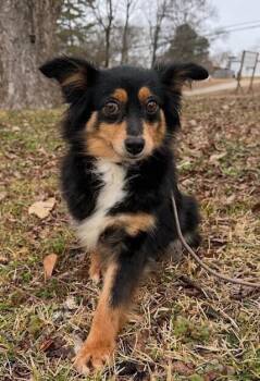 Australian Shepherd Dogs Available for Adoption - Eva | PetCurious