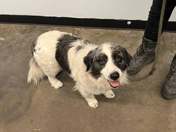 Corgi and Australian Shepherd Dogs Available for Adoption in Ringwood, New Jersey - Miley | PetCurious