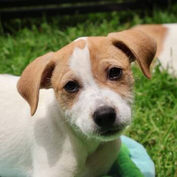 Maverick *available in foster* -  Jack Russell Terrier Dog for Adoption in Briarcliff Manor, New York - Maverick *available In Foster* | PetCurious
