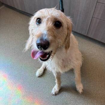 Sabrina -  Standard Poodle and Mixed Breed Dog for Adoption in Council Bluffs, Iowa - Sabrina | PetCurious