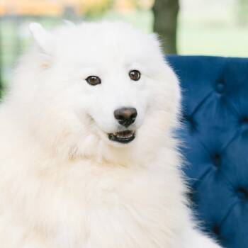 Shores Ripple -  Samoyed Dog for Adoption in Zionsville, Indiana - Shores Ripple | PetCurious