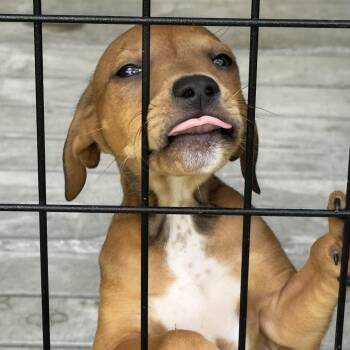 Chicken Nugget -  Mixed Breed Dog for Adoption in Bradenton, Florida - Chicken Nugget | PetCurious
