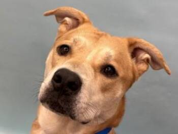 Tucker -  Pit Bull Terrier and Mixed Breed Dog for Adoption in Woodbury, Minnesota - Tucker | PetCurious