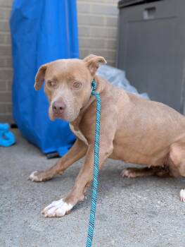 Rescue Pit Bull Terrier Dogs for Adoption in Eagle, Idaho - Flower **Courtesy Post. Out Of Town Pet. See Below For Details** | PetCurious