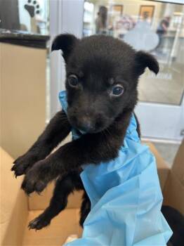JOHNNY BRAVO -  Labrador Retriever Dog for Adoption in San Antonio, Texas - JOHNNY BRAVO | PetCurious