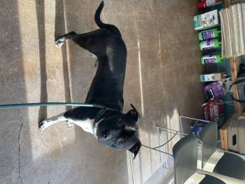 Rescue Pit Bull Terrier Dogs for Adoption in Kansas City, Missouri - Milly | PetCurious