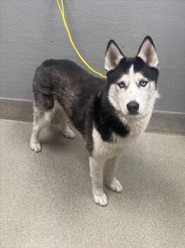 THOR -  Siberian Husky Dog for Adoption in Las Vegas, Nevada - THOR | PetCurious