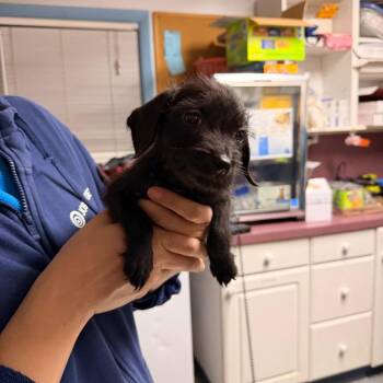 Skittles -  Terrier and Mixed Breed Dog for Adoption in Pawling, New York - Skittles | PetCurious