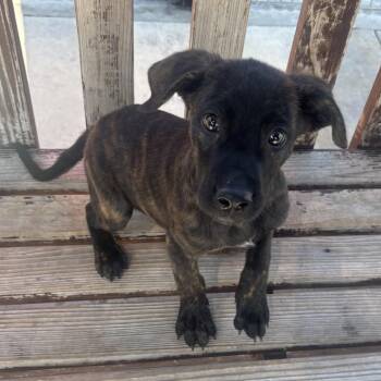 Nautica -  Labrador Retriever and Mixed Breed Dog for Adoption in Long Beach, California - Nautica | PetCurious