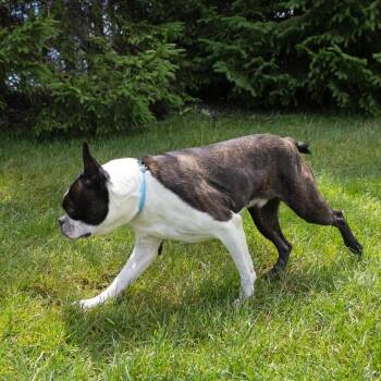 Bosty -  Boston Terrier Dog for Adoption in Erie, Pennsylvania - Bosty | PetCurious
