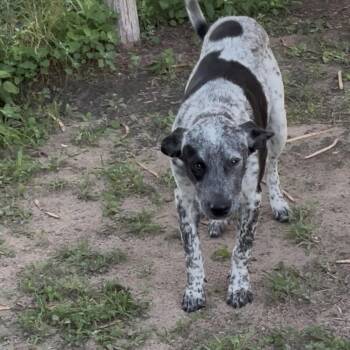 Nova -  Australian Cattle Dog Blue Heeler Dog for Adoption in Woodstock, Ontario - Nova | PetCurious