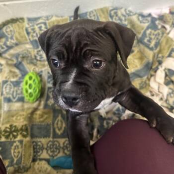 Mixed Breed Dogs Available for Adoption in Pittsburgh, Pennsylvania - Chicharron | PetCurious