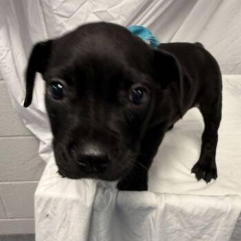 Netflix -  Mixed Breed Dog for Adoption in Canal Winchester, Ohio - Netflix | PetCurious