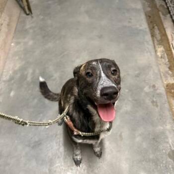 Harold -  Mixed Breed Dog for Adoption in Port Aransas, Texas - Harold | PetCurious
