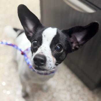 Buster -  Chihuahua and Mixed Breed Dog for Adoption in Bullhead City, Arizona - Buster | PetCurious