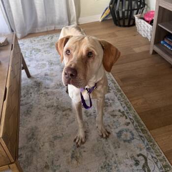 Max -  Yellow Labrador Retriever and Mixed Breed Dog for Adoption in San Diego, California - Max | PetCurious