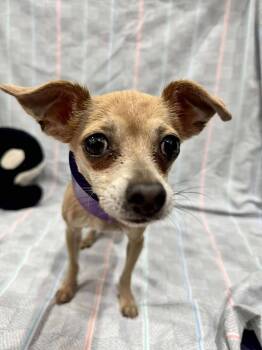 Rescue Chihuahua Dogs for Adoption in Tempe, Arizona - Harold | PetCurious