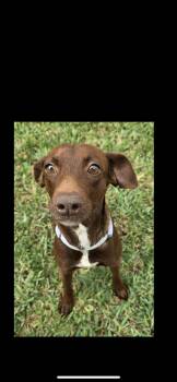 Chihuahua and Miniature Pinscher Dogs Available for Adoption - Maple | PetCurious