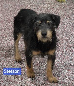 Stetson -  Miniature Pinscher and Yorkshire Terrier Dog for Adoption in Wheelersburg, Ohio - Stetson | PetCurious