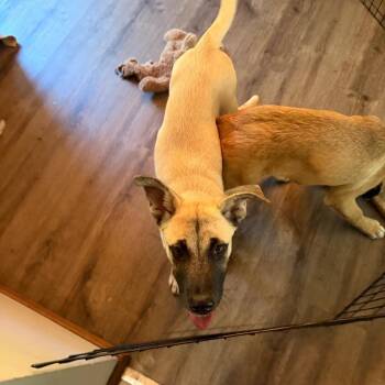 Tegan -  Mixed Breed Dog for Adoption in Buffalo, Minnesota - Tegan | PetCurious