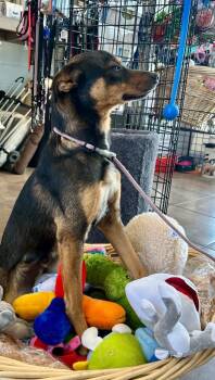 Mixed Breed Dogs Available for Adoption in Cottonwood, Arizona - Cino | PetCurious