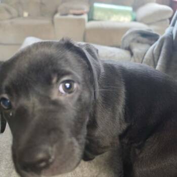 Licorice Lillith -  Black Labrador Retriever Dog for Adoption in West Richland, Washington - Licorice Lillith | PetCurious