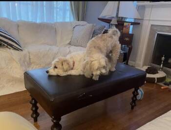 Molly and Lucy - courtesy post -  Maltese and Bichon Frise Dog for Adoption in Solon, Ohio - Molly And Lucy - Courtesy Post | PetCurious