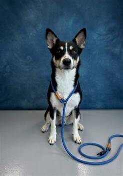 CUCAMELON -  Siberian Husky Dog for Adoption in Peoria, Illinois - CUCAMELON | PetCurious