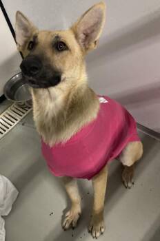 Freya -  German Shepherd Dog Dog for Adoption in Manning, South Carolina - Freya | PetCurious