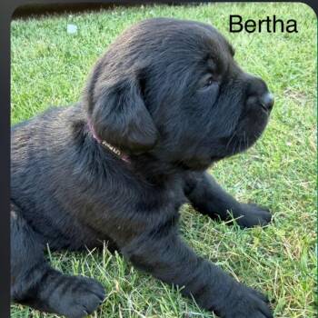 Bertha -  Black Labrador Retriever and Mixed Breed Dog for Adoption in Valley, Alabama - Bertha | PetCurious