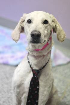 Poodle Dogs Available for Adoption - Milo Brown In NH! Come Meet Our Adoptable Dogs Wednesday-Saturda | PetCurious