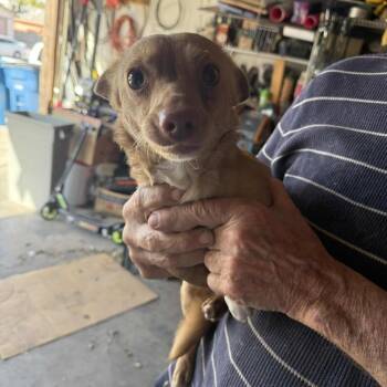 Rescue Chihuahua Dogs for Adoption in Las Vegas, Nevada - Tom Bob OS NV | PetCurious