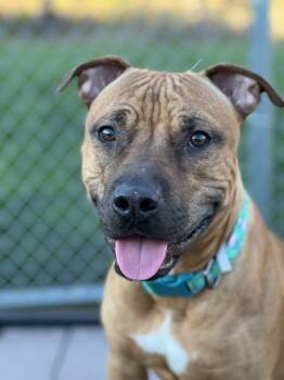 Rescue Pit Bull Terrier and Mixed Breed Dogs for Adoption in Fishers, Indiana - Champ | PetCurious