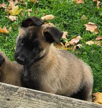 Ranger -  Belgian Shepherd Malinois Dog for Adoption - Ranger | PetCurious