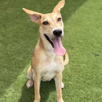 Mandy -  Shepherd Dog for Adoption in Elgin, Texas - Mandy | PetCurious
