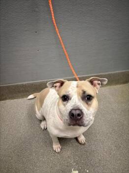 Rescue Pit Bull Terrier and Mixed Breed Dogs for Adoption in Las Vegas, Nevada - PRECIOUS | PetCurious