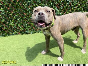 LEVI -  Mixed Breed Dog for Adoption in West Palm Beach, Florida - LEVI | PetCurious