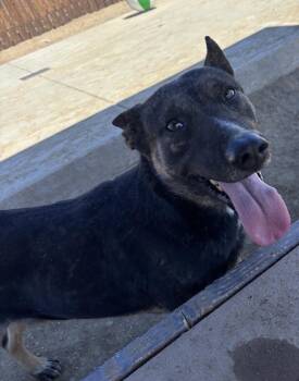 Nile -  German Shepherd Dog and Cattle Dog Dog for Adoption in Incline Village, Nevada - Nile | PetCurious