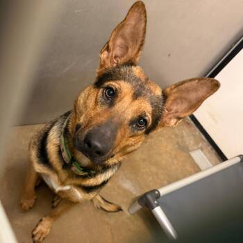 Muffy -  German Shepherd Dog Dog for Adoption in Lake Jackson, Texas - Muffy | PetCurious