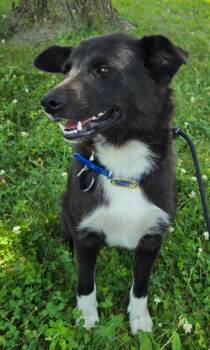 LUKE -  Border Collie Dog for Adoption in Sandusky, Ohio - LUKE | PetCurious