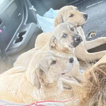 Moon -  Great Pyrenees and Shepherd Dog for Adoption in Huntsville, Alabama - Moon | PetCurious