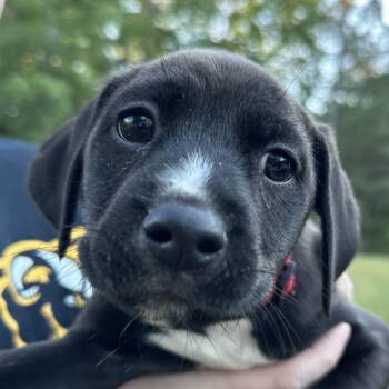 Husky and Black Labrador Retriever Dogs Available for Adoption in Richmond, Virginia - Hampton | PetCurious