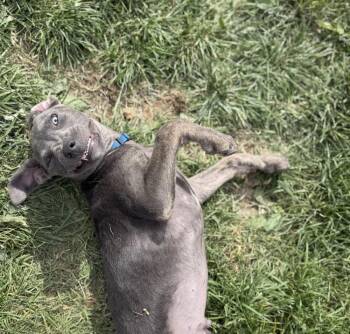 Simon -  Labrador Retriever Dog for Adoption in Colorado Springs, Colorado - Simon | PetCurious