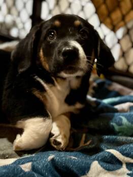 Rescue Basset Hound and Beagle Dogs for Adoption in Washington, Missouri - Pretzel | PetCurious